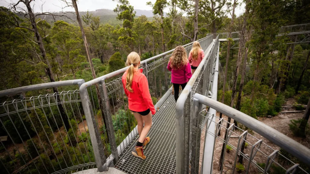 Airwalk-forest-floor