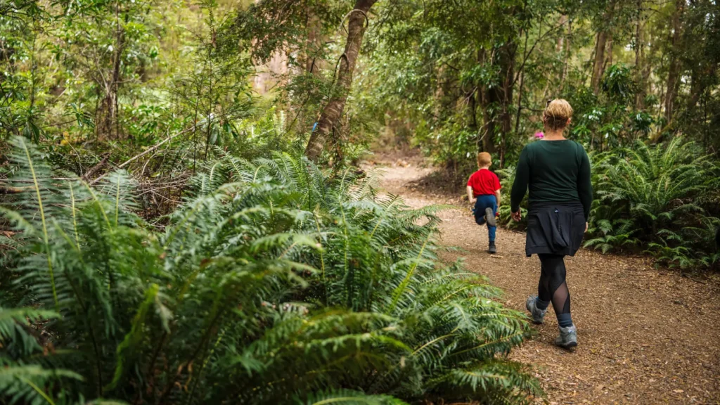 Huon-Pine-pathway-and-foliage