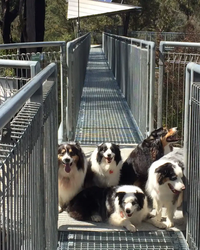 tahune airwalk tasmania